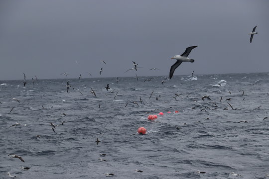 hauling longline with albatross 