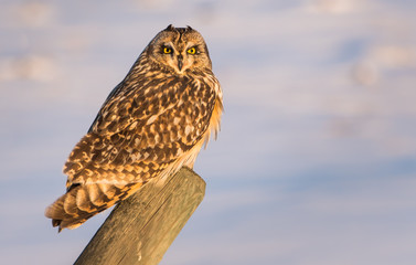Short eared owl in the wild