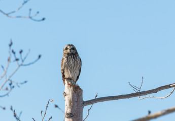 Short eared owl in the wild