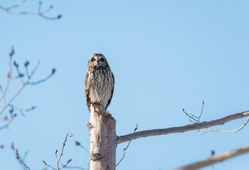 Short eared owl in the wild