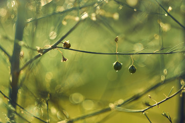 drops of water with glare from the sun on the plant