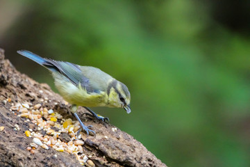 bluetit