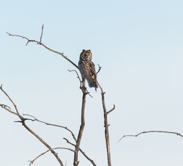 Long eared owl in the wild