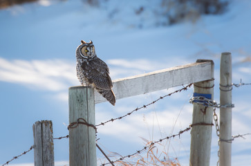 Long eared owl in the wild