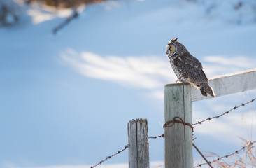 Long eared owl in the wild