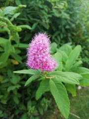 flower in the garden