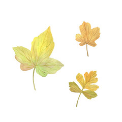 Hand drawn watercolor yellowish autumn tree leaves set, isolated elements on the white background, seasonal watercolor illustration, symbol of autumn