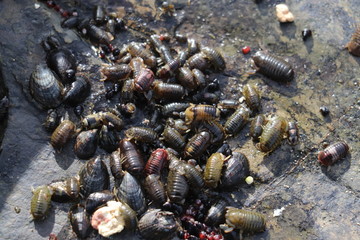 sea bugs crawling in pile 