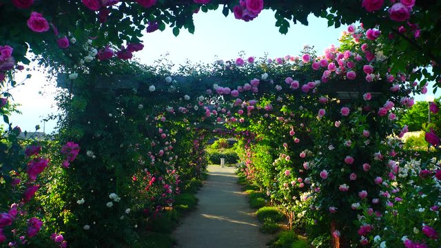 View of rose garden,  Nakano City,  Nagano Prefecture
