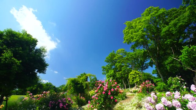 View of rose garden,  Ueda City,  Nagano Prefecture