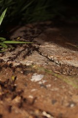 ants on a rainy night