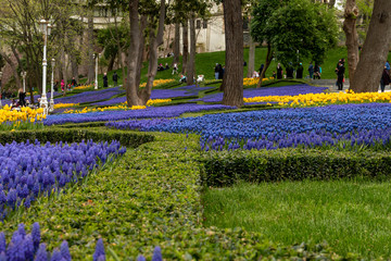 People are walking around the Muscari Armeniacum garden, located in the park of the