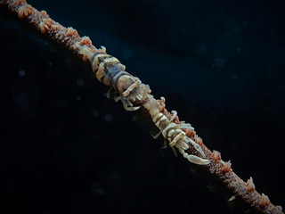 Two anker `s coral shrimp sitting on a whip coral.
