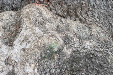 old oak roots