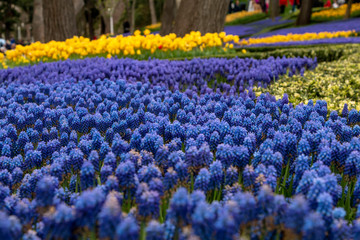 People are walking around the Muscari Armeniacum garden, located in the park of the