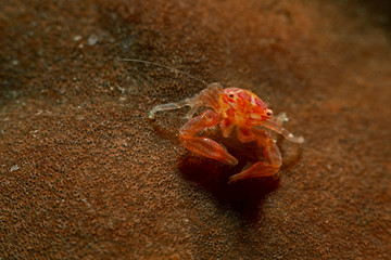 Underwater close-up photography of a four lobed porcelain crab sitting on a sponge.