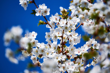 cherry tree blossoms in april