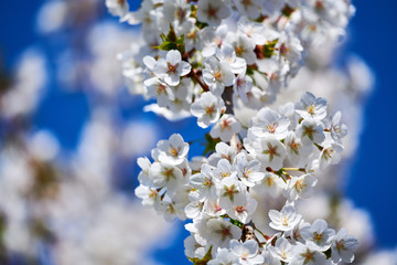 Obraz premium cherry tree blossoms in april