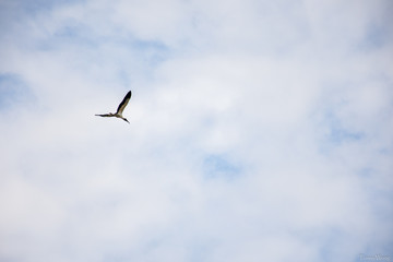 Fly free