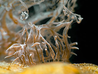 Head of a Ghost Melibe Nudibranch (Pulau Bangka/North Sualwesi, Indonesia)