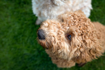 Cockapoo dog in the garden staring upwards towards the sky. Adorable dog looking upwards.