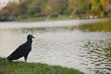 Vulture on lake, (Sao Paulo, Brazil)
