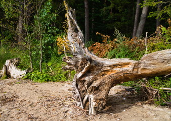 Slashed tree roots, Europe, Lithuania, Vistytis regional park
