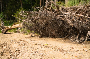 Washed roots of tree, Europe, Lithuania, Vistytis regional park