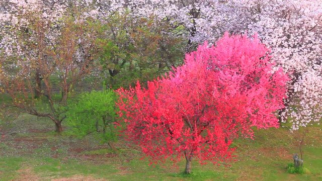 Tilt shot of blooming cherry trees in Chikuma Park