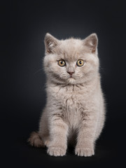 Fototapeta na wymiar Fluffy lilac British Shorthair cat kitten, sitting facing front. Looking at camera with still developing eye color. Isolated on black background.