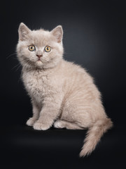 Fluffy lilac British Shorthair cat kitten, sitting side ways. Looking at camera with still developing eye color. Isolated on black background. Tail hanging down from edge.