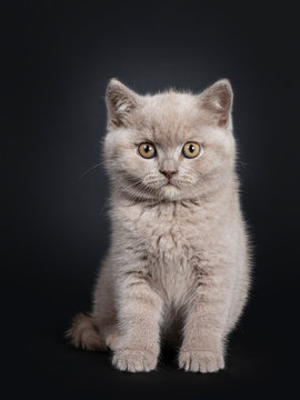 Fluffy lilac British Shorthair cat kitten, sitting facing front. Looking at camera with still developing eye color. Isolated on black background.