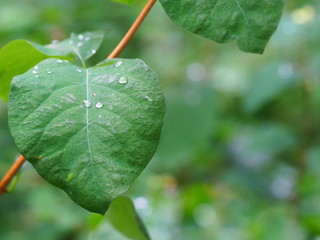waterdrop
