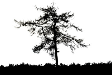Black silhouette of tree on white background