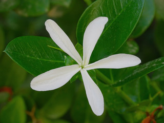 white flower