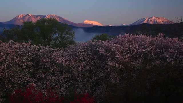 Panning shot of blooming cherry trees in Chikuma Park