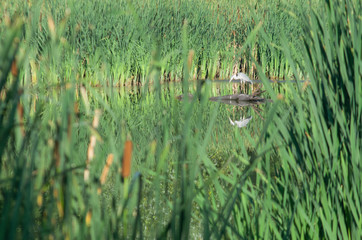 a grey heron ( ardea cinerea) in it´s natural habitat at a lakeside sorrounded by reed