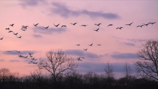 Flying birds at dusk,  Tsurui,  Akan,  Hokkaido