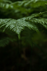 Close up of a fern, Pteridophyta, wet by a warm summer rain against a dark background inside a  forest in Sweden.