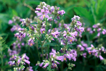 Delicate pink flowers on  blurred green background. Summer floral background. Nature.