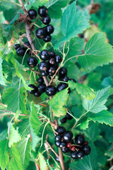 Blackcurrant bush. Branch with large blackcurrant berries.