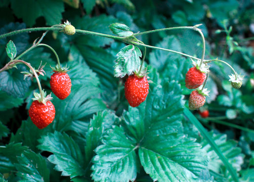 Wild strawberries. Juicy red berries of wild strawberry on  background of green leaves.