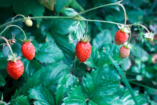 Wild strawberries. Juicy red berries of wild strawberry on a background of green leaves.
