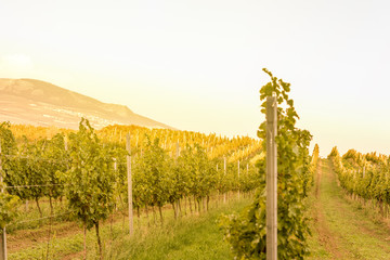 Fototapeta na wymiar Vineyards in Moravia