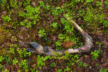 Leg after a deceased moose that died during the winter. Now in summer there is only remains left after animals have been eating from it. Found in a forest in Sweden during summer. 
