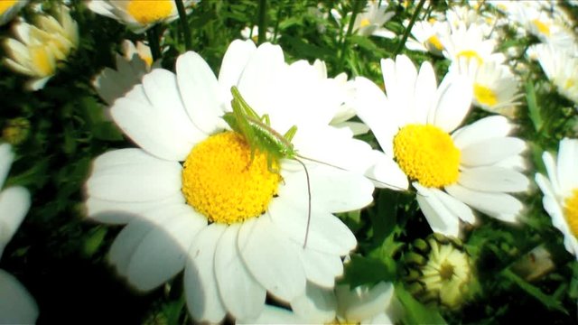 Zoom shot of grasshopper sitting on daisy