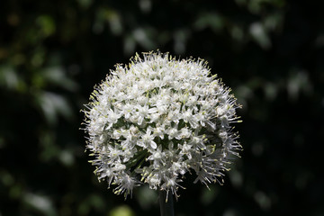 Ball flower onion with ripening seeds