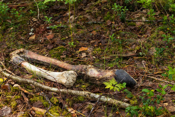 Skeleton and hoof after a moose that died during the winter. Now in summer there is only remains left after the leg. 