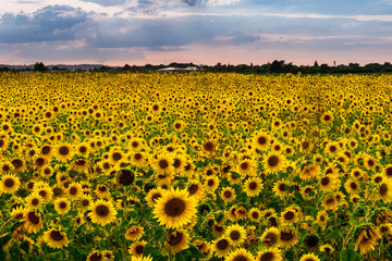 Naklejka premium Sunflower Field in the sunset