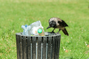 A picture of a hungry crow eating garbage from a trash bin and doing mess in the public park. 